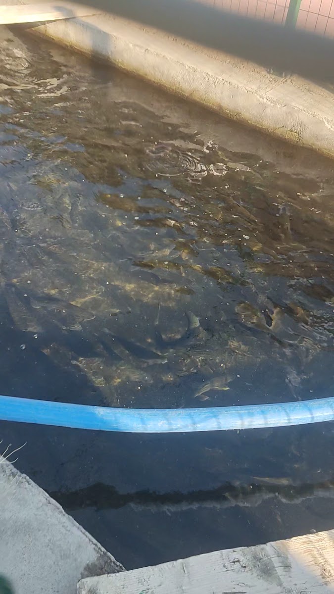 Sakaltutan Et Balik — fotoğraf 3