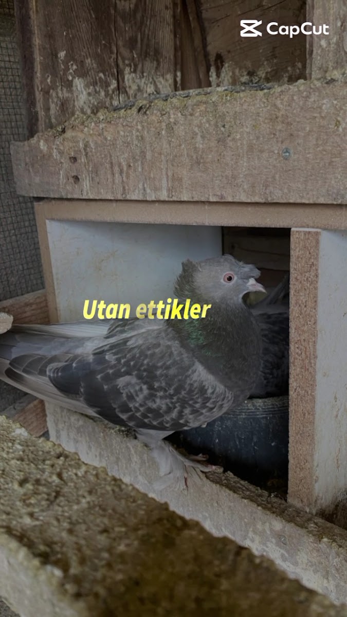 Saklıbahçe Cafe&Restaurant — fotoğraf 3