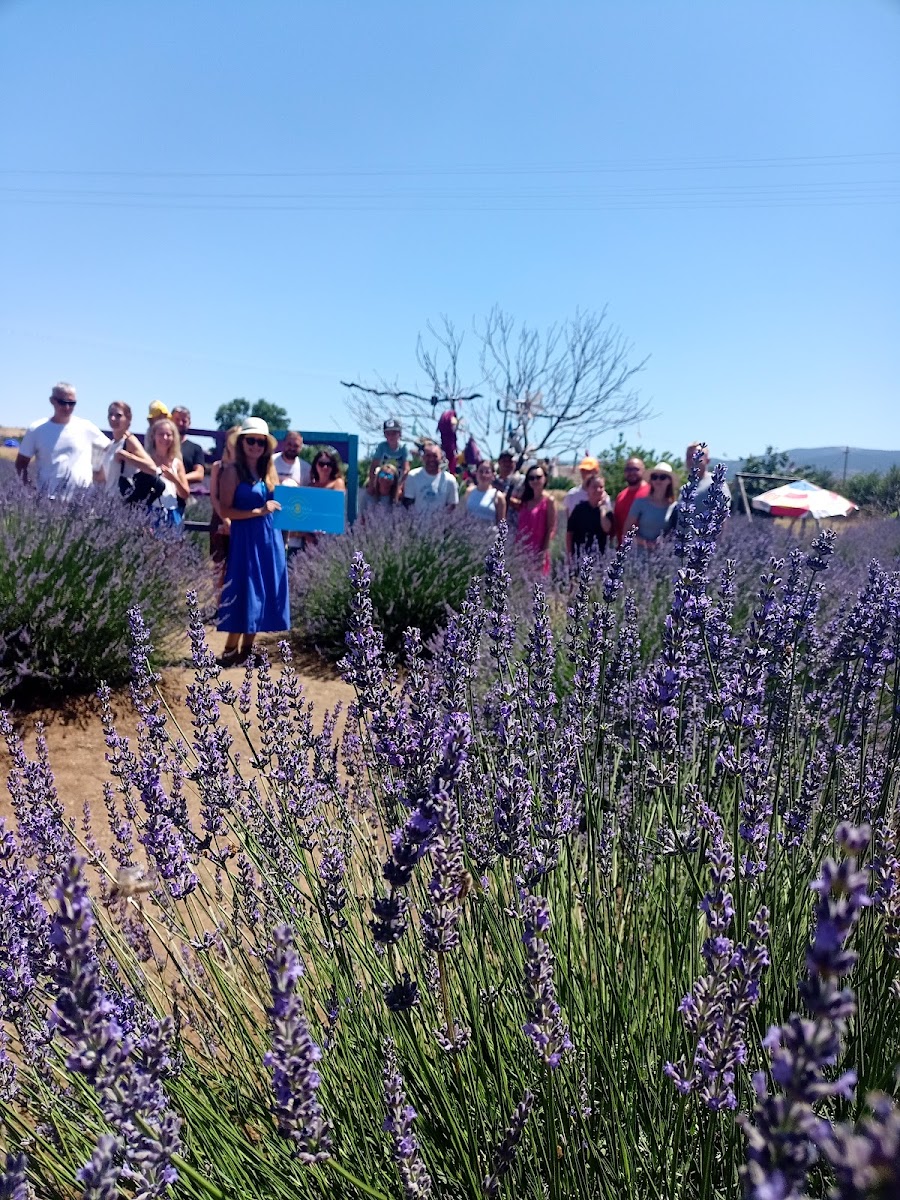 SALDİVLER Lavanta bahçesi — fotoğraf 1
