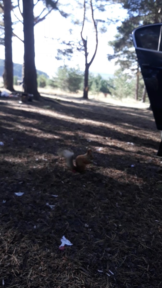 Sarıkamış Soğuksu Mesire Alanı — fotoğraf 2