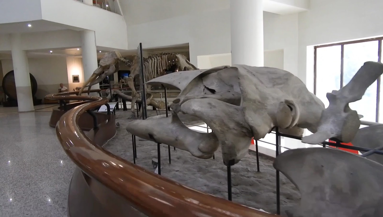 Şehit Cuma Dağ Tabiat Tarihi Müzesi — fotoğraf 3