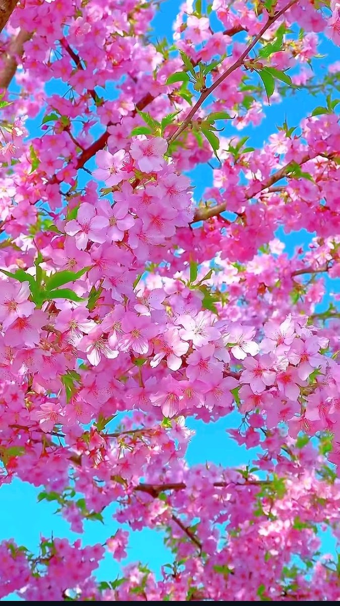 Şellale Fırın — fotoğraf 2