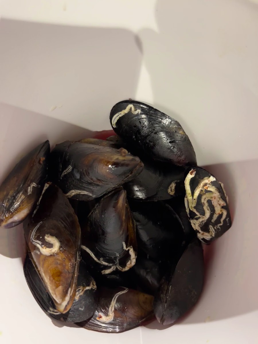 Şerif Baba Sokak Lezzetleri Atakent — fotoğraf 3