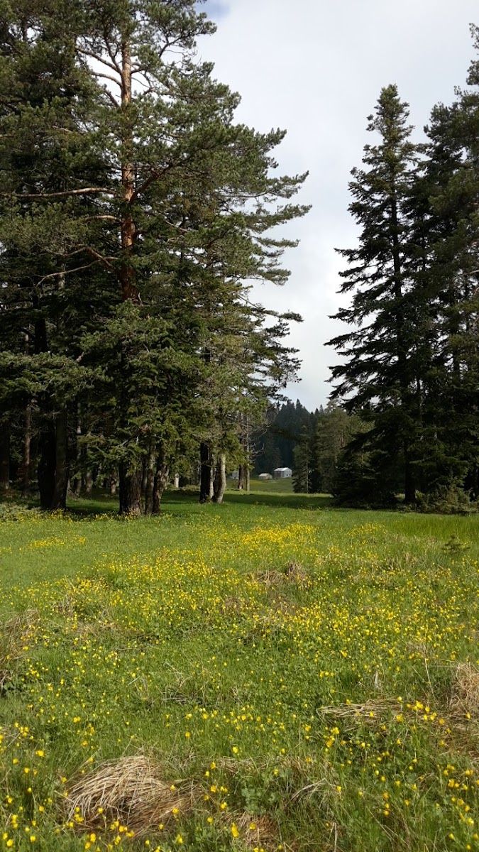 Sinekli Yaylası — fotoğraf 1