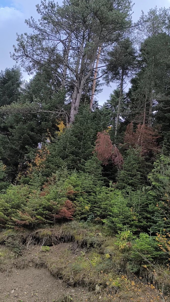 Sinekli Yaylası — fotoğraf 3