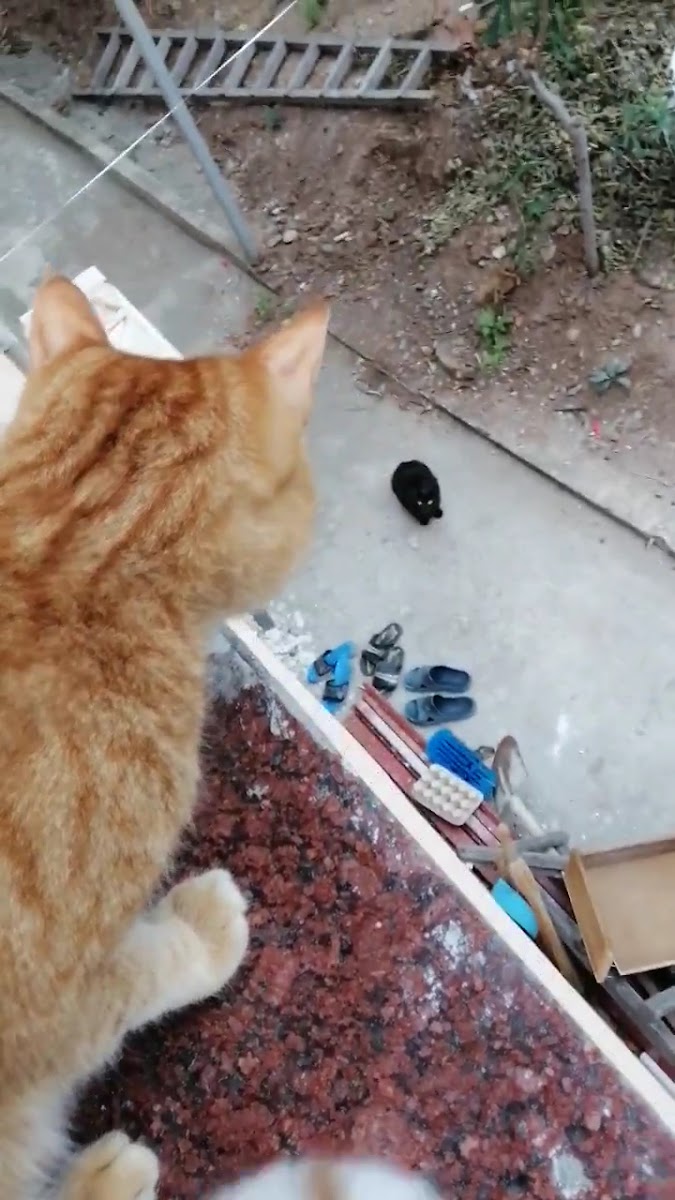 Sönmez Ocak Cağ-Kebap - Artvin — fotoğraf 3