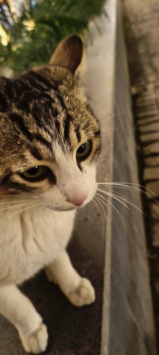 Tarihi Bizim Künefeci — fotoğraf 2