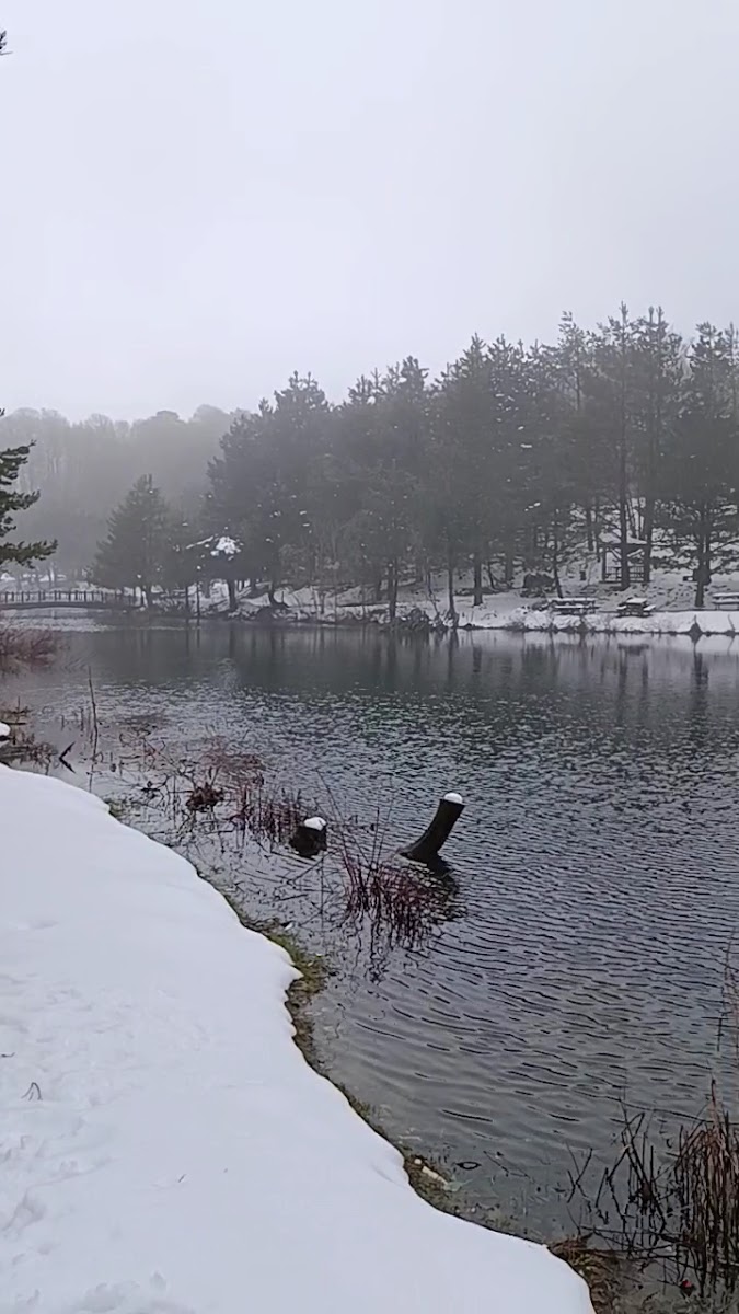 Topuk Yaylası Tabiat Parkı — fotoğraf 2