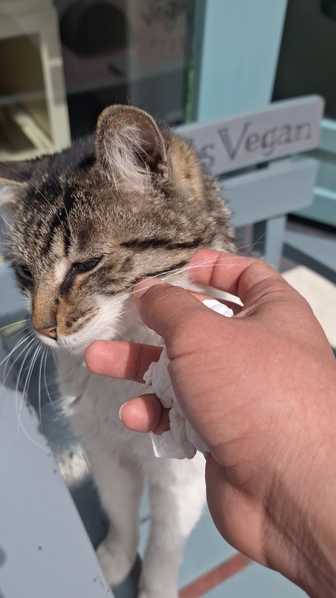 Vegan Dükkan — fotoğraf 3