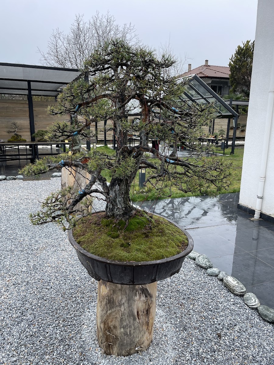 YALOVA BONSAİ MÜZESİ — fotoğraf 2