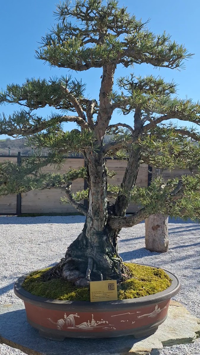 YALOVA BONSAİ MÜZESİ — fotoğraf 3
