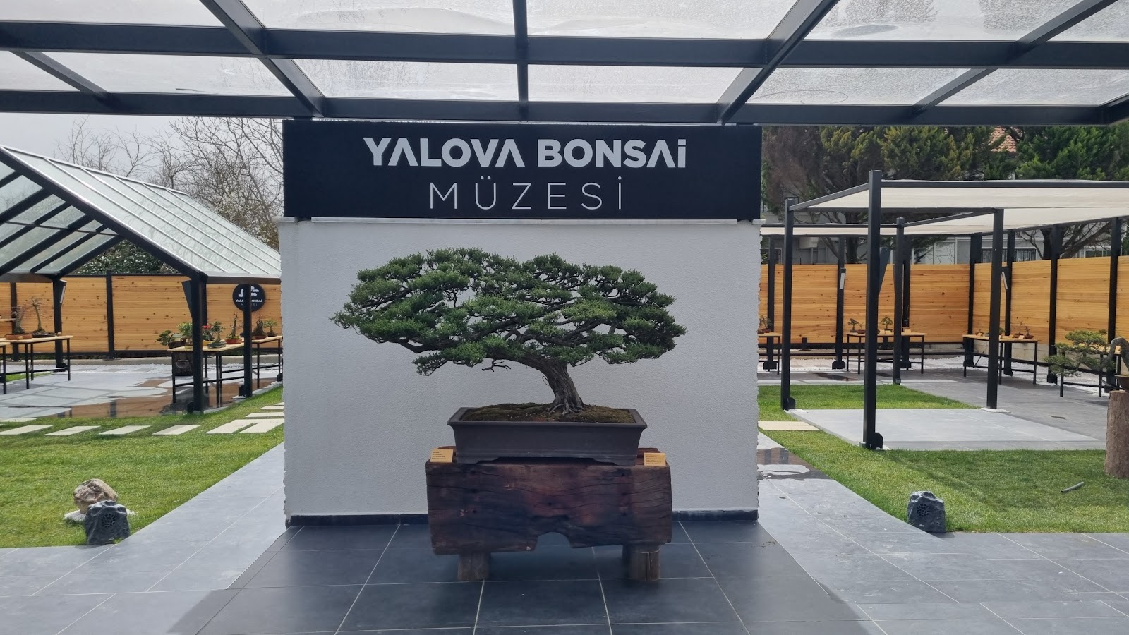 YALOVA BONSAİ MÜZESİ — fotoğraf 4