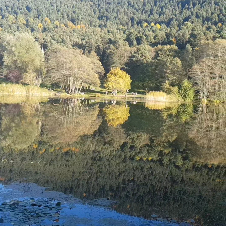 Yedigöller Milli Parkı Kamp Alanı — fotoğraf 3