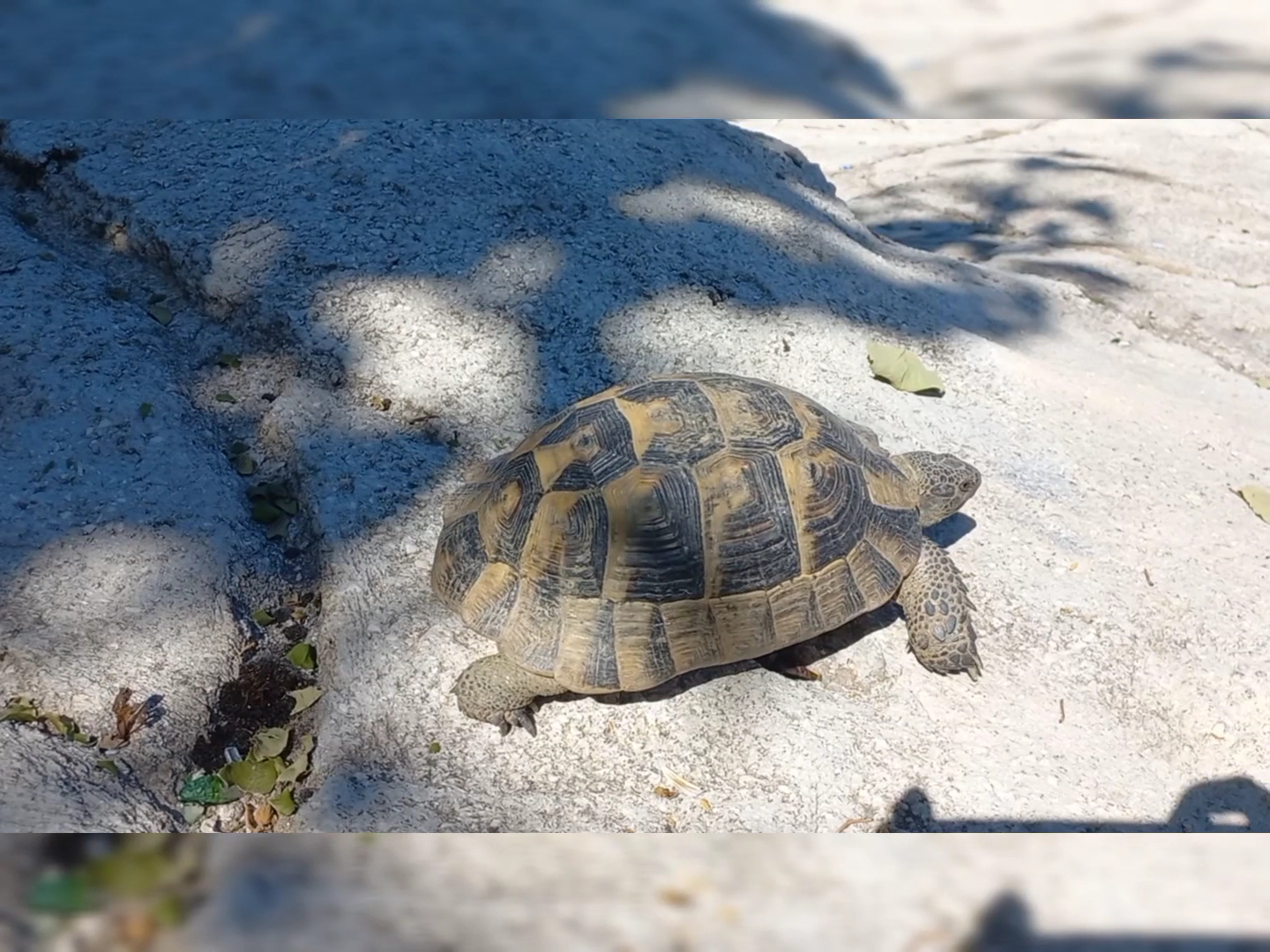 Yeşil Alan — fotoğraf 3