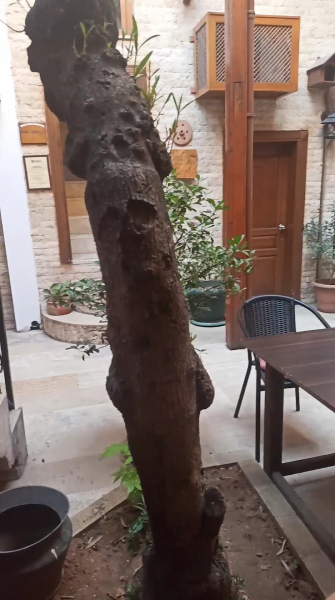 Zeynep Hanım Konakları — fotoğraf 3